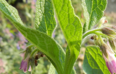 Kostihoj (Symphytum officinale) Kostihoj (Symphytum officinale)